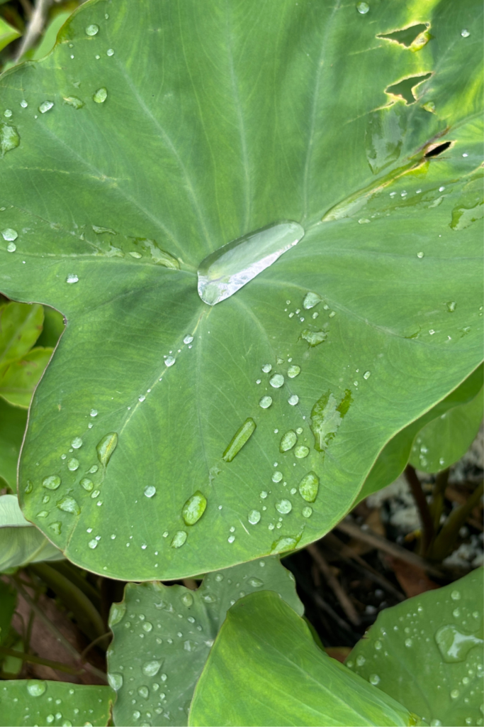 goa_monsoon_weather